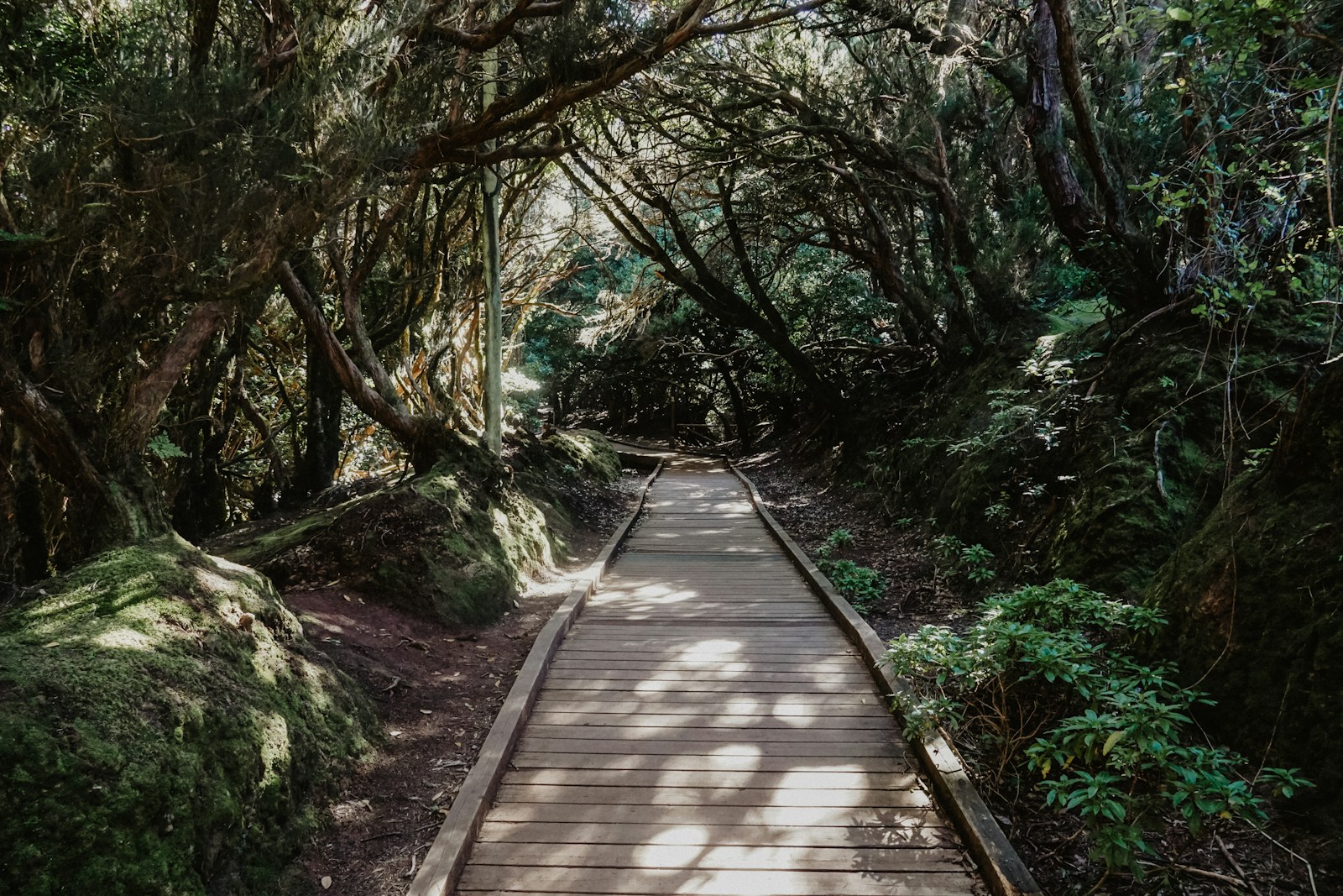 Het Magische Bos van Anaga: Een Werelderfgoed Wonder